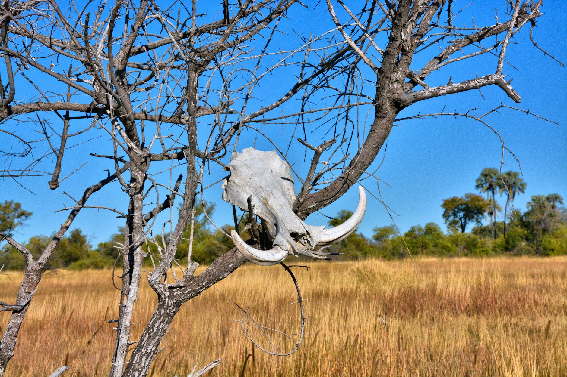 vliegtickets naar Botswana | vliegtickets.com