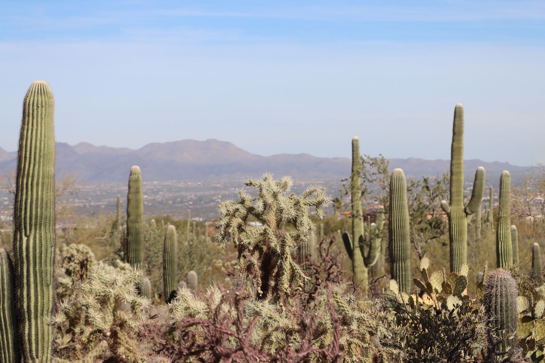 vliegtickets naar Tucson | vliegtickets.com